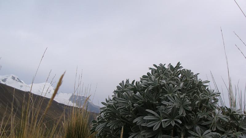 Illampu Trek Steves (153).JPG